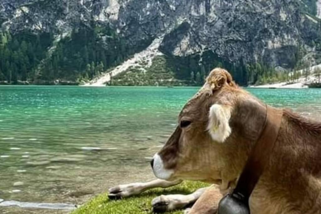 Relax Al Lago Di Prags Exteriör bild